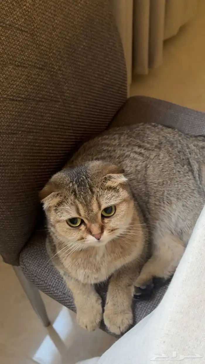 قطه سكوتش للبيع انثى معقمه معه دفتر تطعيمات السعر 800 4