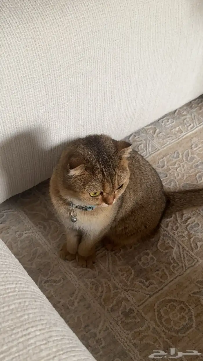 قطه سكوتش للبيع انثى معقمه معه دفتر تطعيمات السعر 800 0