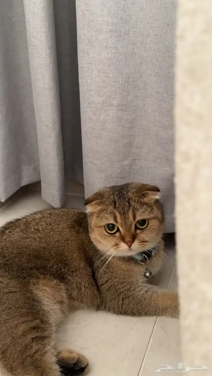 قطه سكوتش للبيع انثى معقمه معه دفتر تطعيمات السعر 800 2