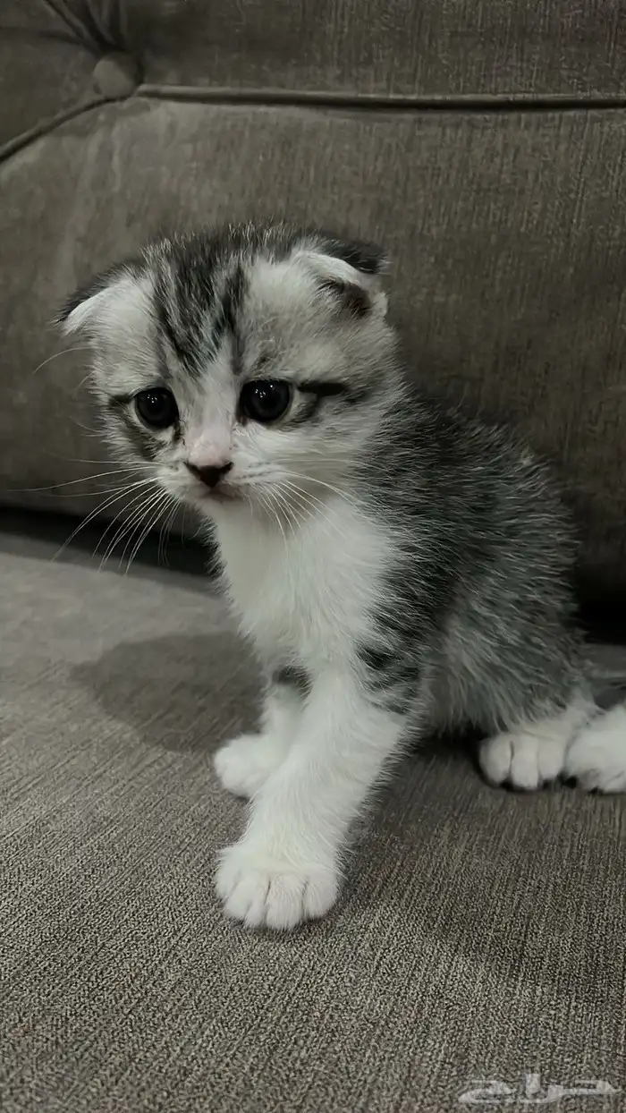 سكوتس للبيع 1