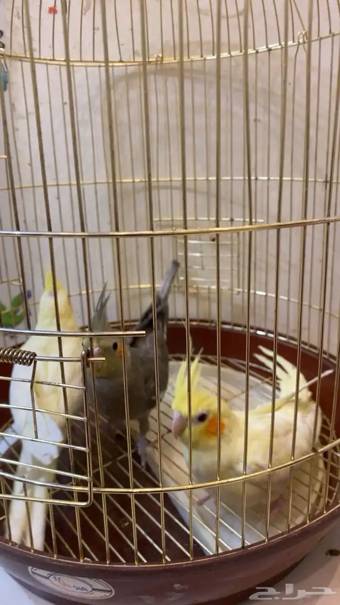 طيور كروان للبيع 1