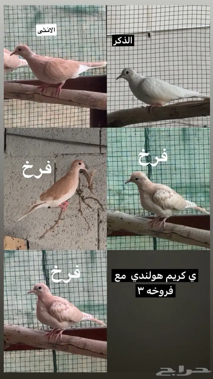 حمام كريمي 0