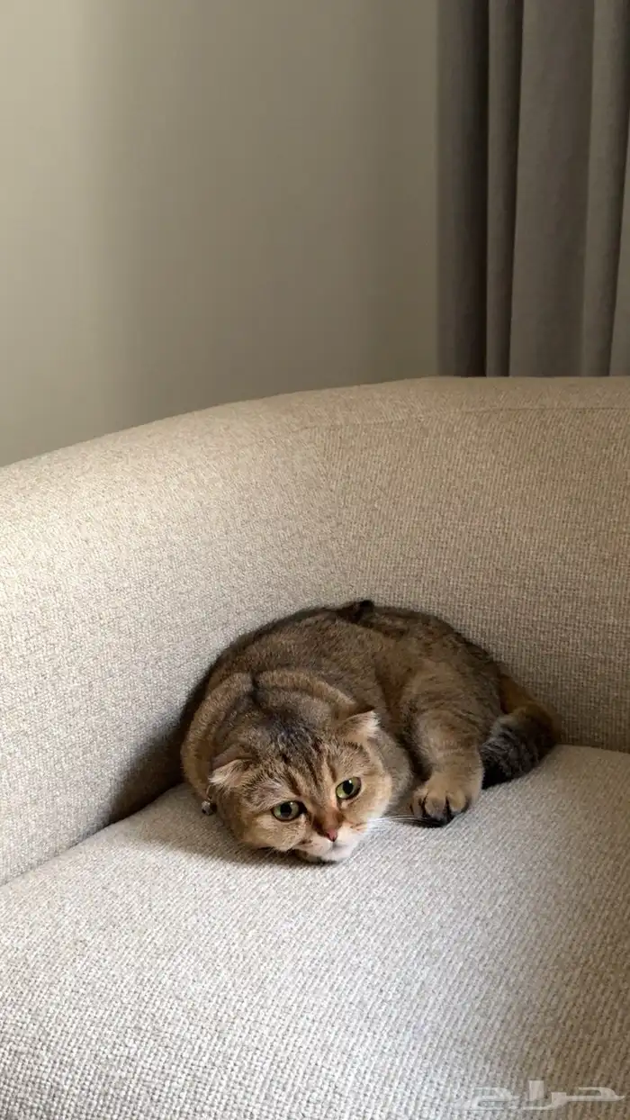 قطه سكوتش للبيع انثى معقمه معه دفتر تطعيمات السعر 800 3