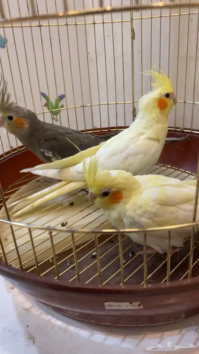 طيور كروان للبيع 0