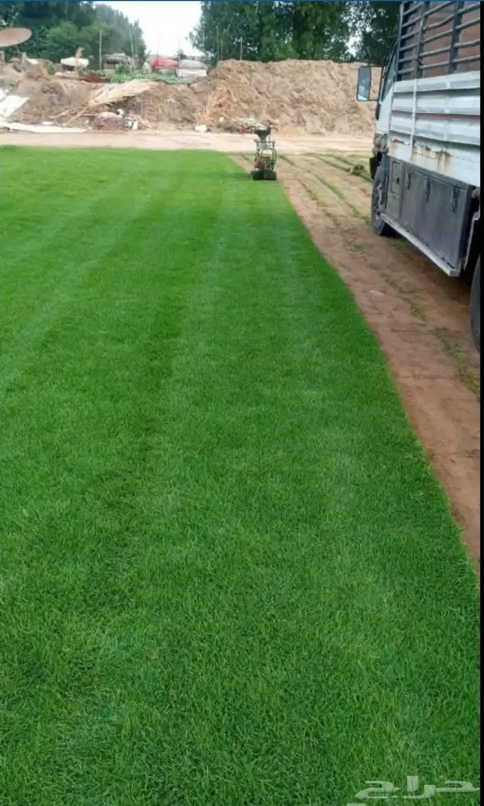 للبيع نجيله خضراء عشب اخضر طبيعي 1