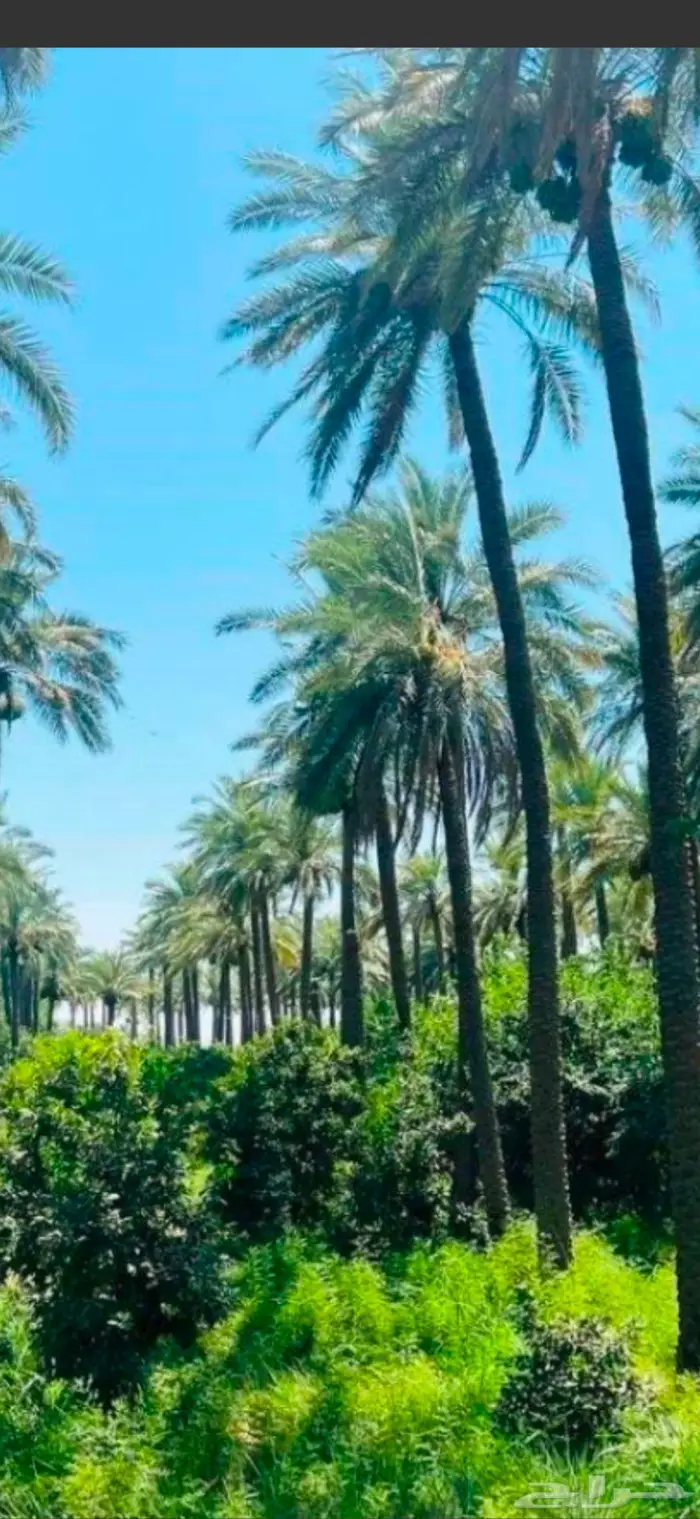 مطلوب مزرعة للايجار 0