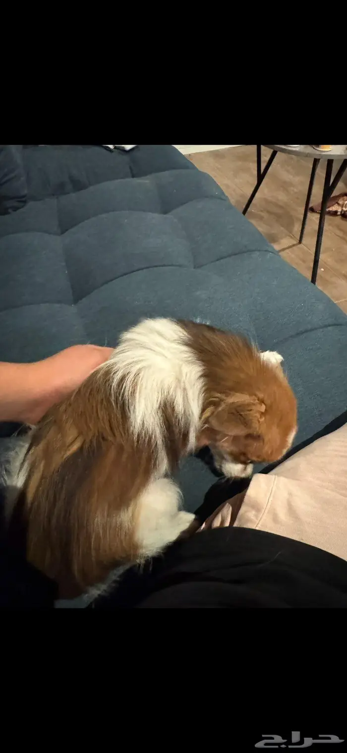 كلب مالتيبو عمره سنة ونص 2