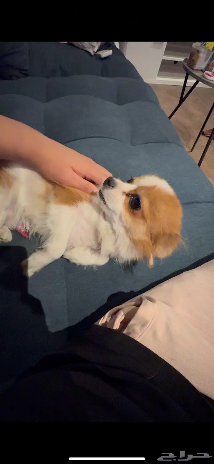 كلب مالتيبو عمره سنة ونص 1