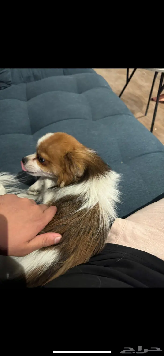 كلب مالتيبو عمره سنة ونص 3