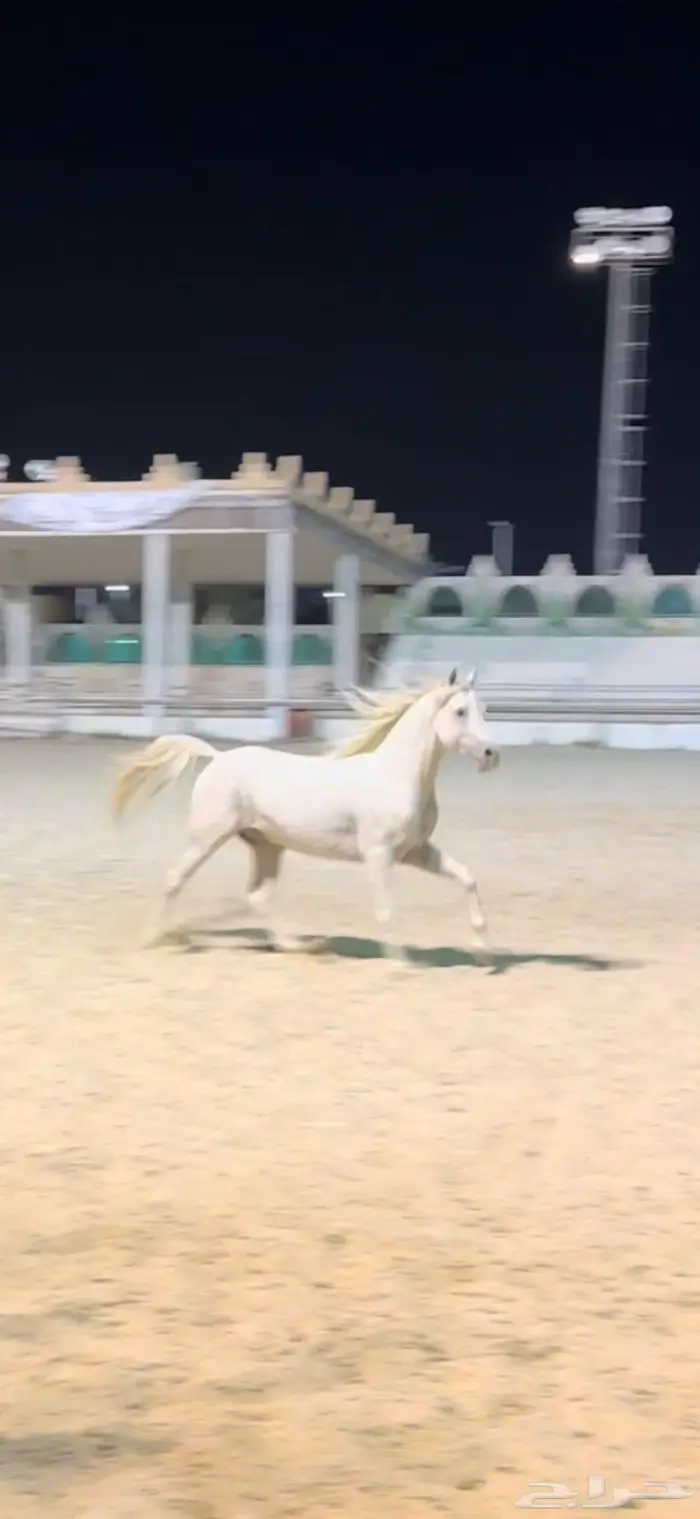 حصان عربي اصيل للبيع 3