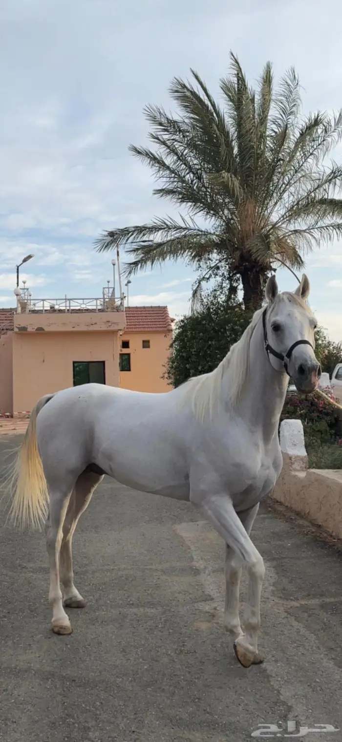 حصان عربي اصيل للبيع 1