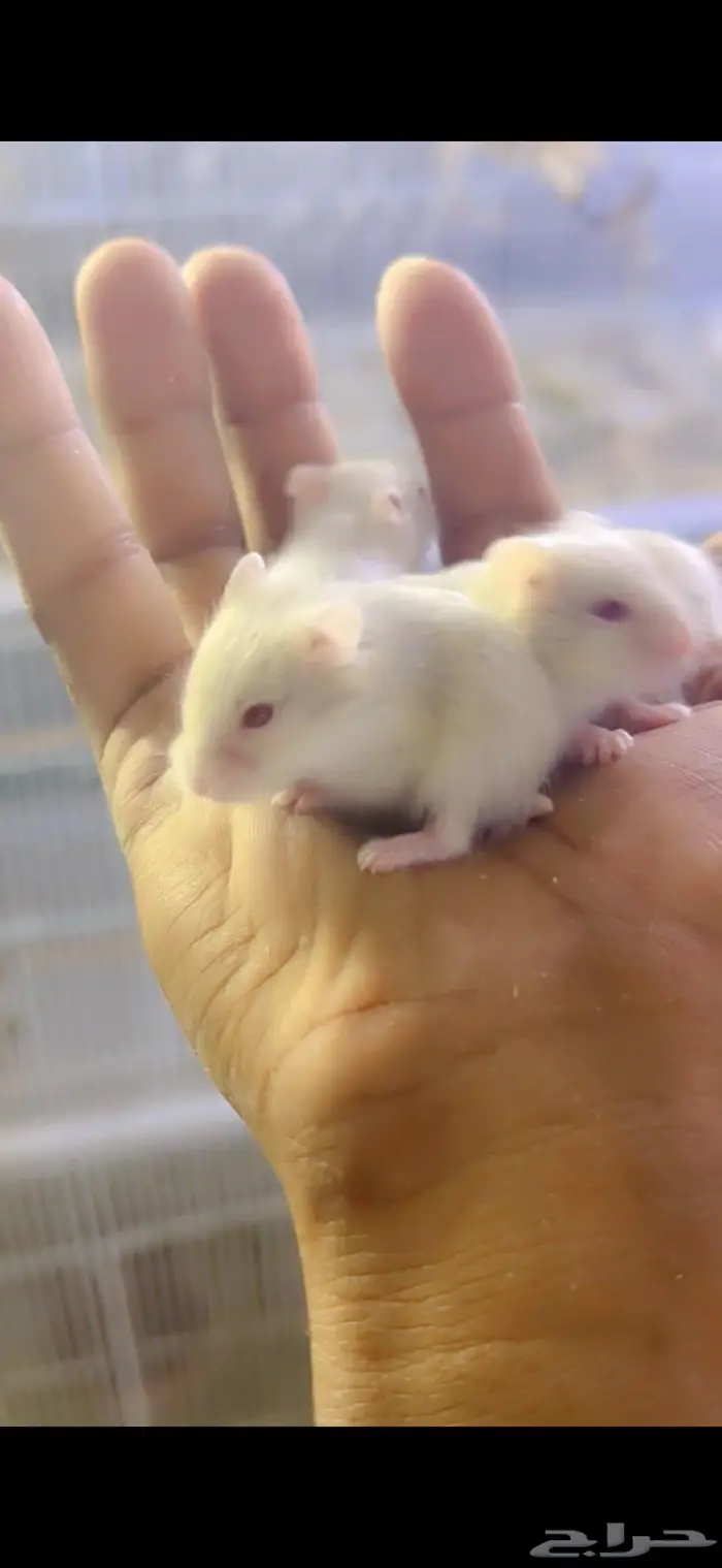 للبيع همستر روسي 0