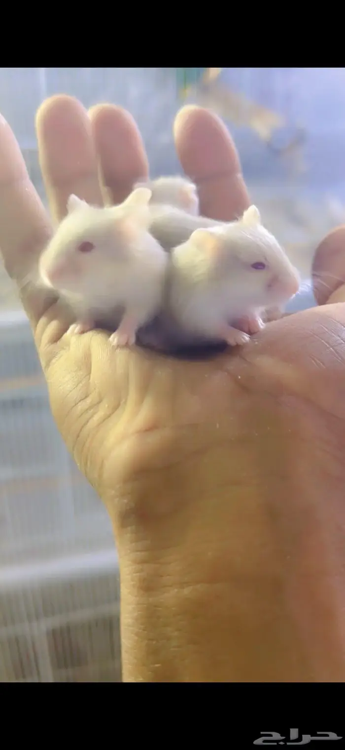 للبيع همستر روسي 1