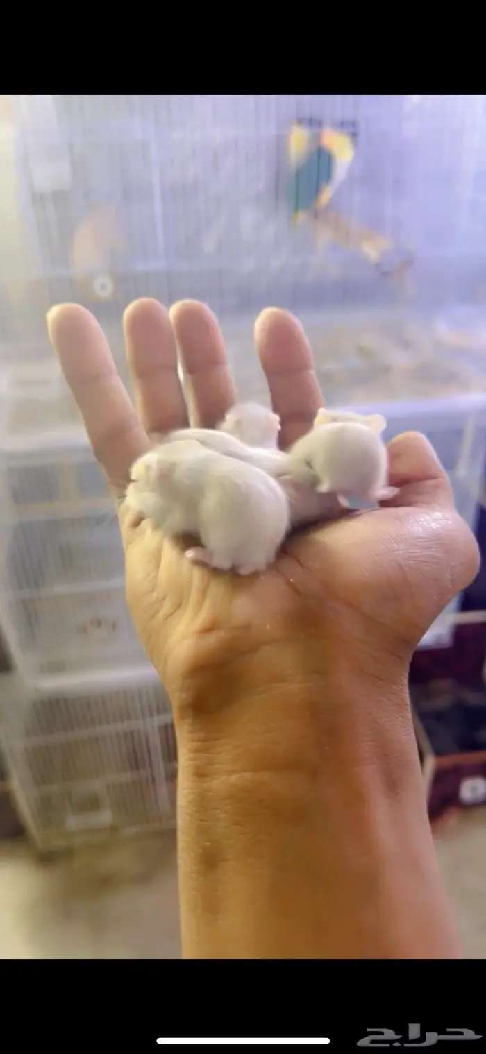 للبيع همستر روسي 2