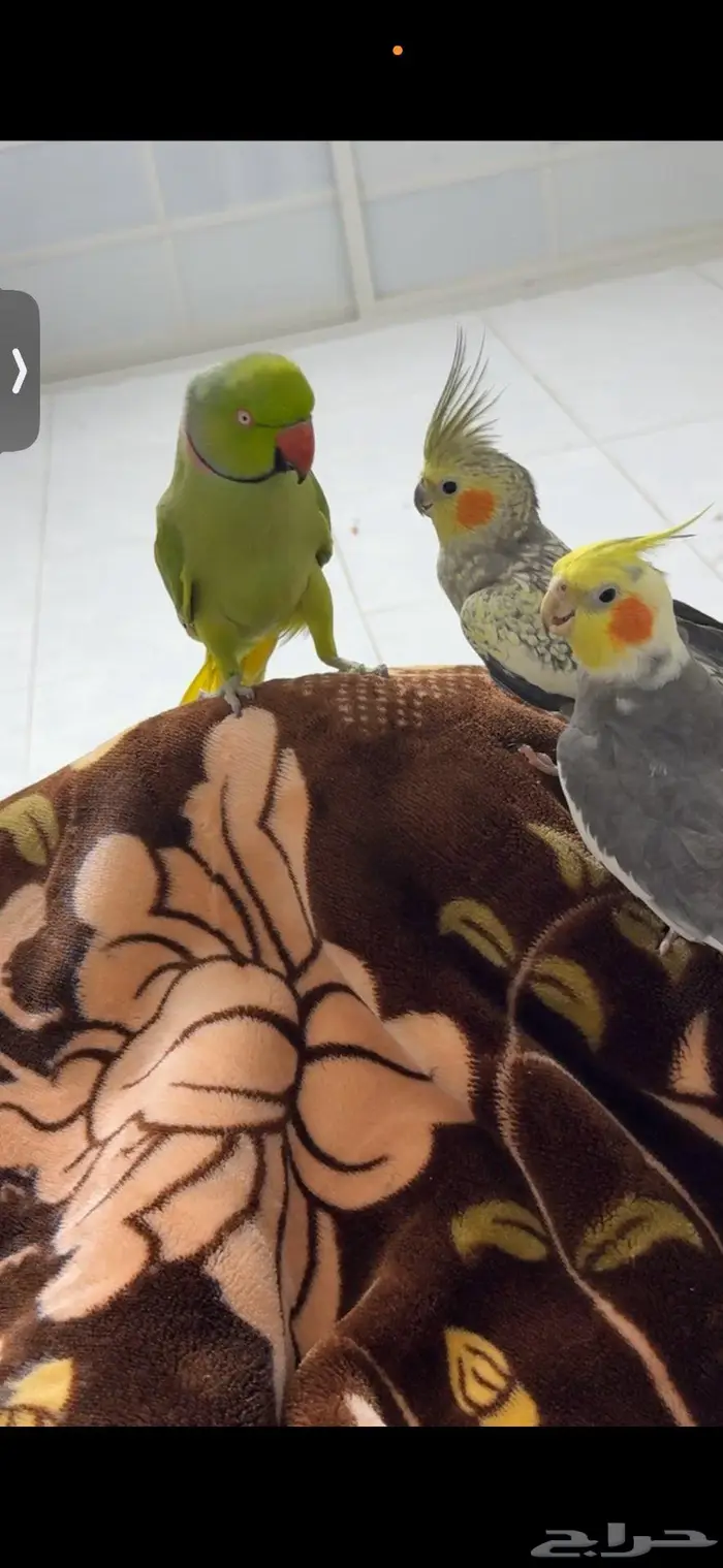 ذكر دره حجم جامبو 0