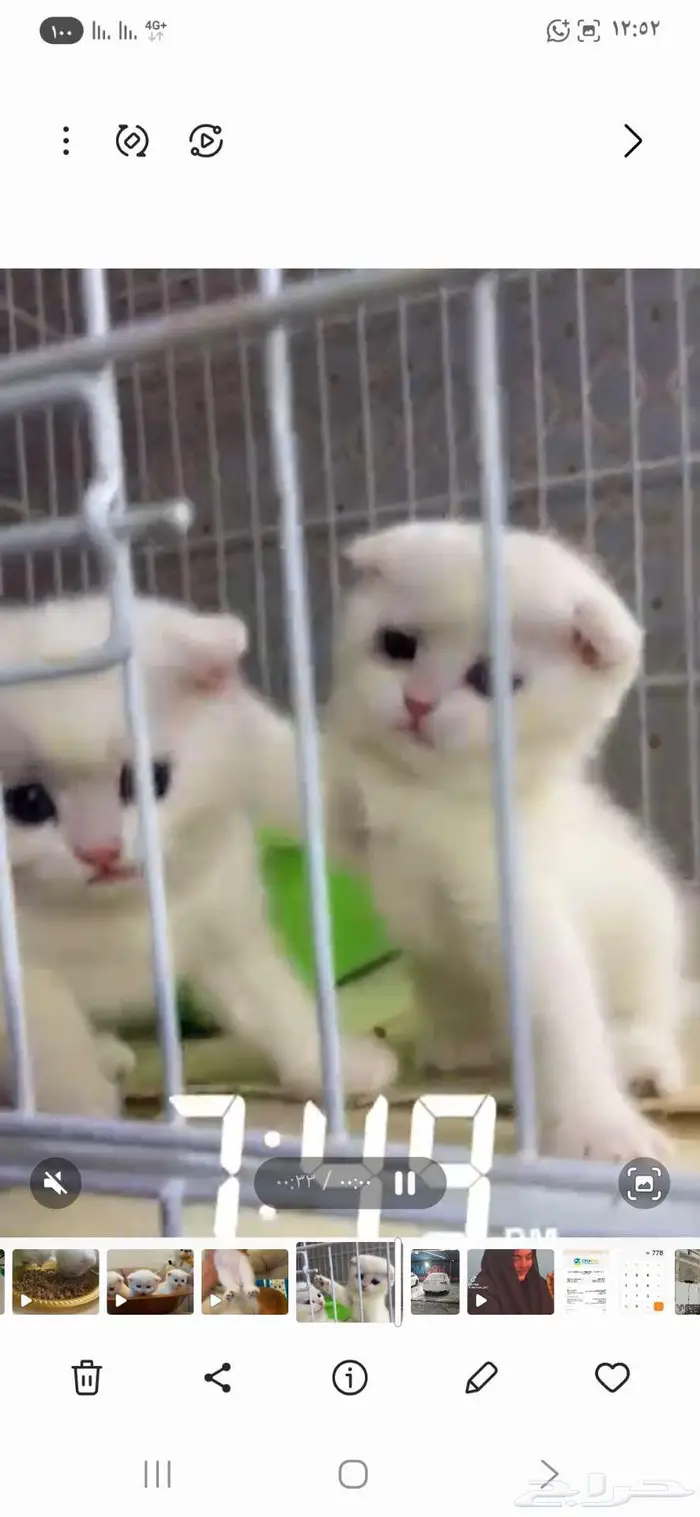 سكوتش دبل فلود 0