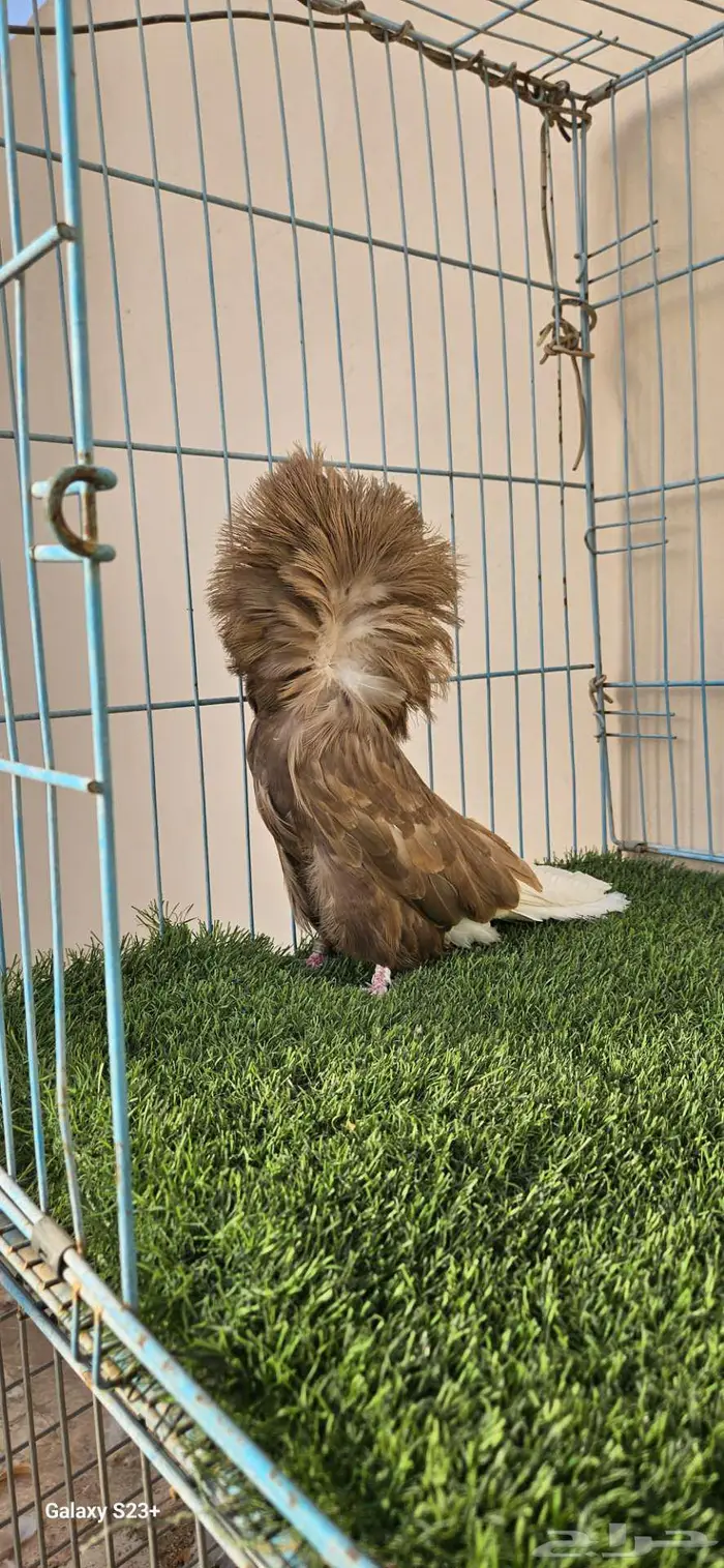 انثى جاكوبين مستوى فاخر 0