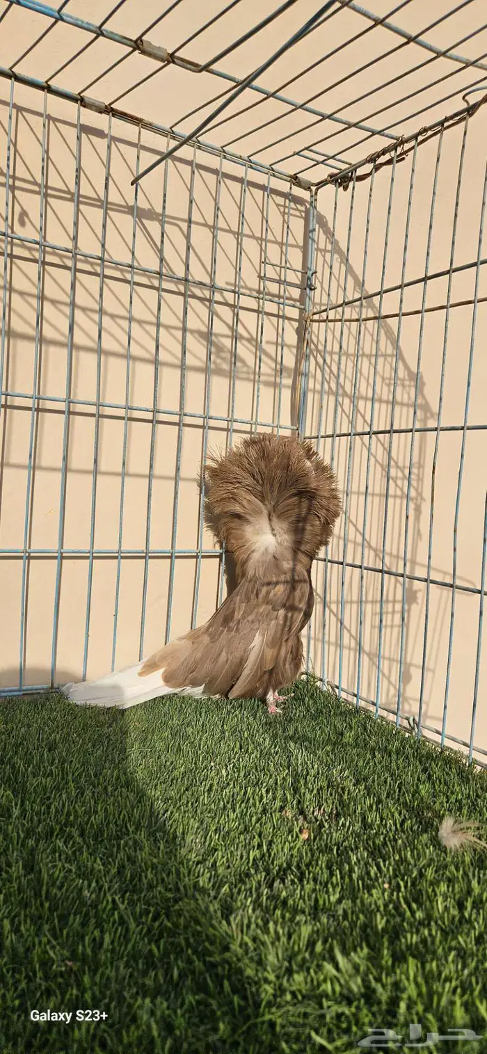 انثى جاكوبين مستوى فاخر 1