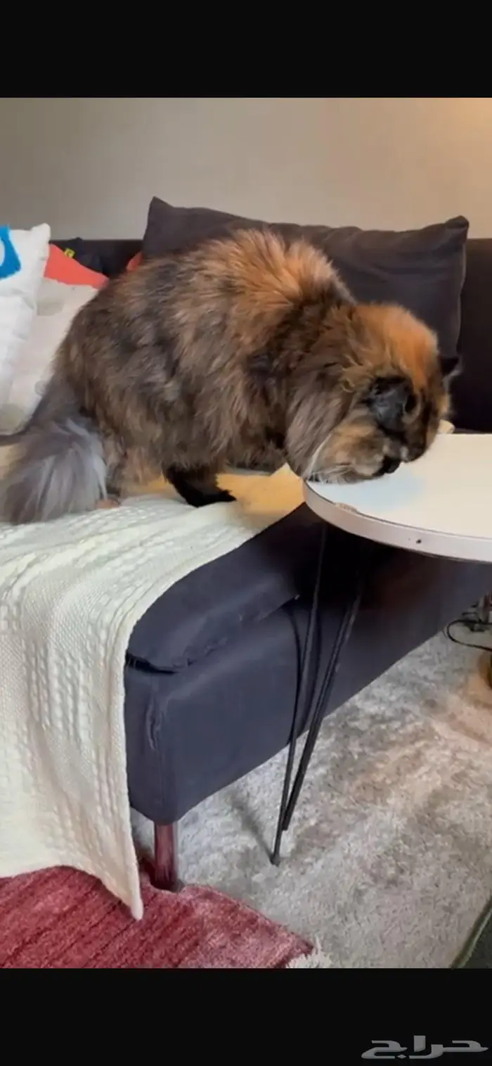 قطة سكوتش شيرازي 3