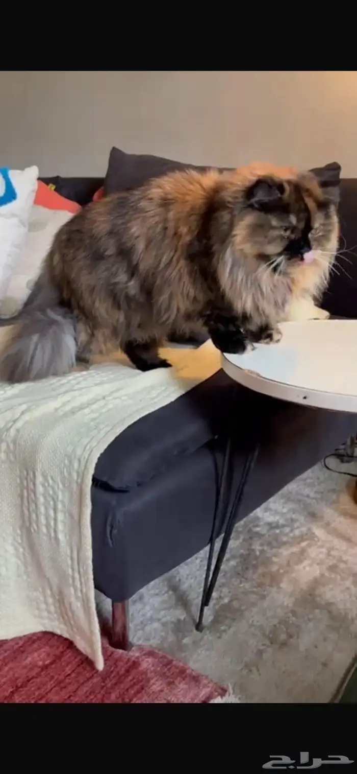 قطة سكوتش شيرازي 4