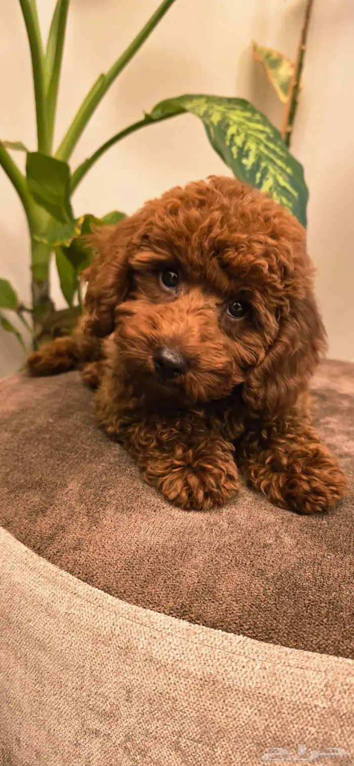 ميني توي بودل وبمرينيان ويوركي 15