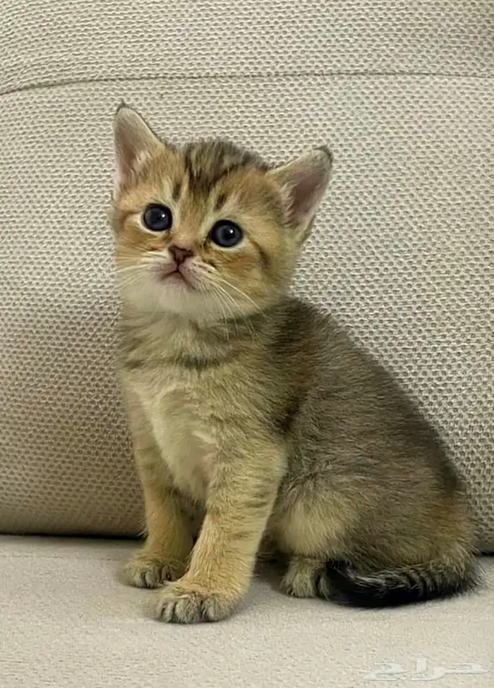 قطط سكوتش ستريت صغار للبيع 0