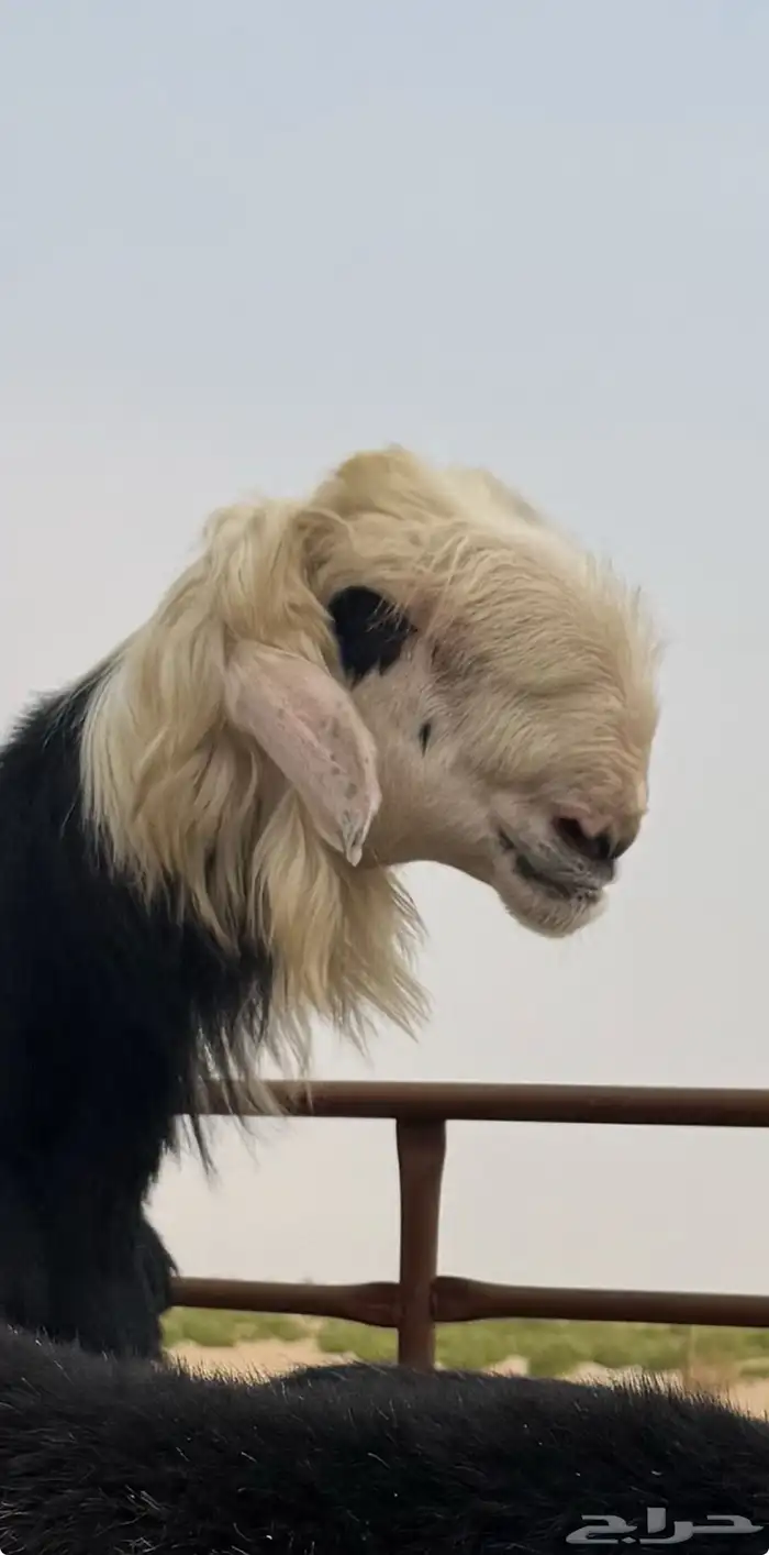 6 غنم نجد بالفحل 7