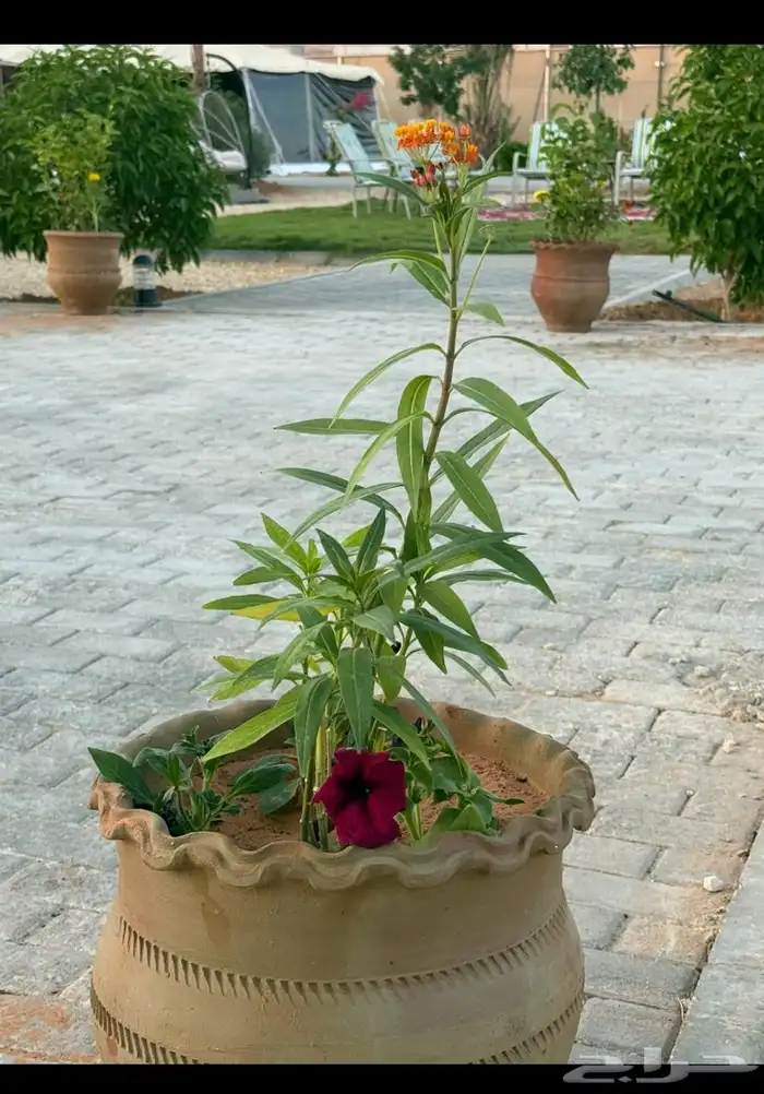 منتجع واسع و متكامل للإيجار اليومي في العمارية 7