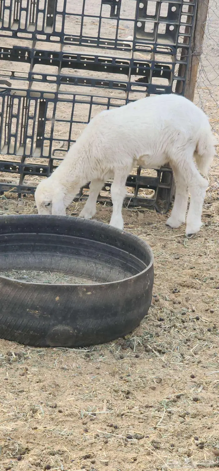 ماشاءالله عنز دافع سونار تحتا رخل رايمتها 2