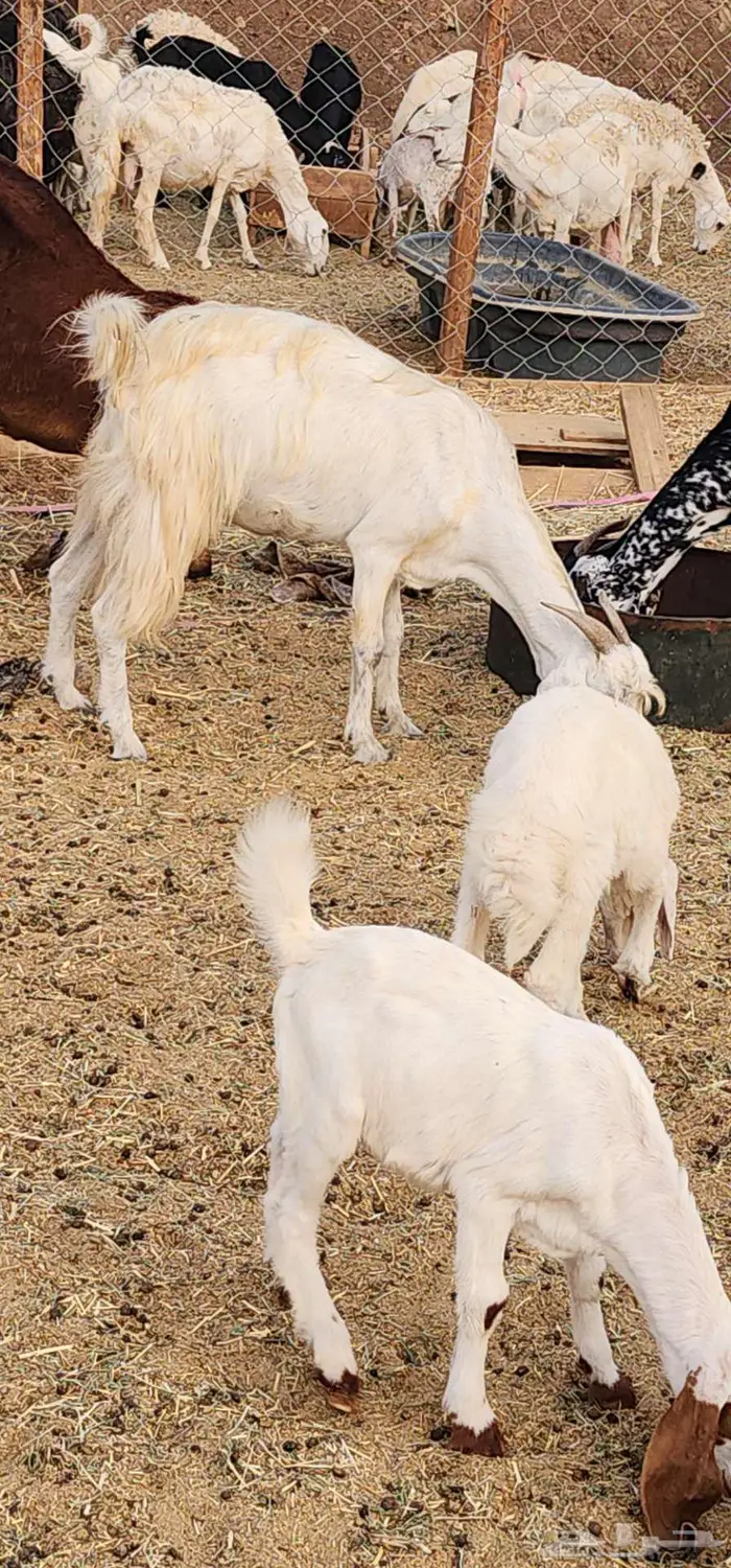 ماشاءالله عنز دافع سونار تحتا رخل رايمتها 0