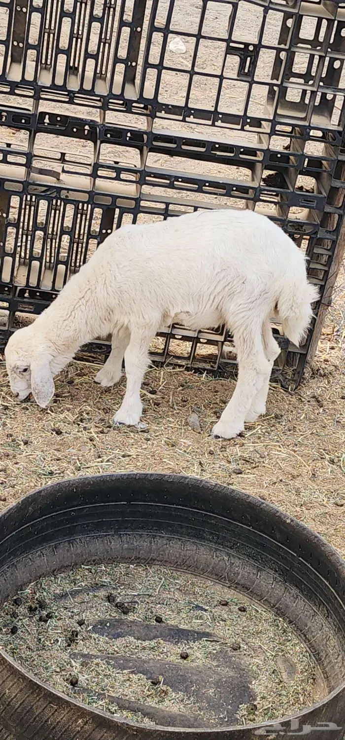 ماشاءالله عنز دافع سونار تحتا رخل رايمتها 1