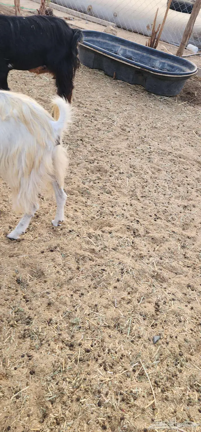 ماشاءالله عنز دافع سونار تحتا رخل رايمتها 3