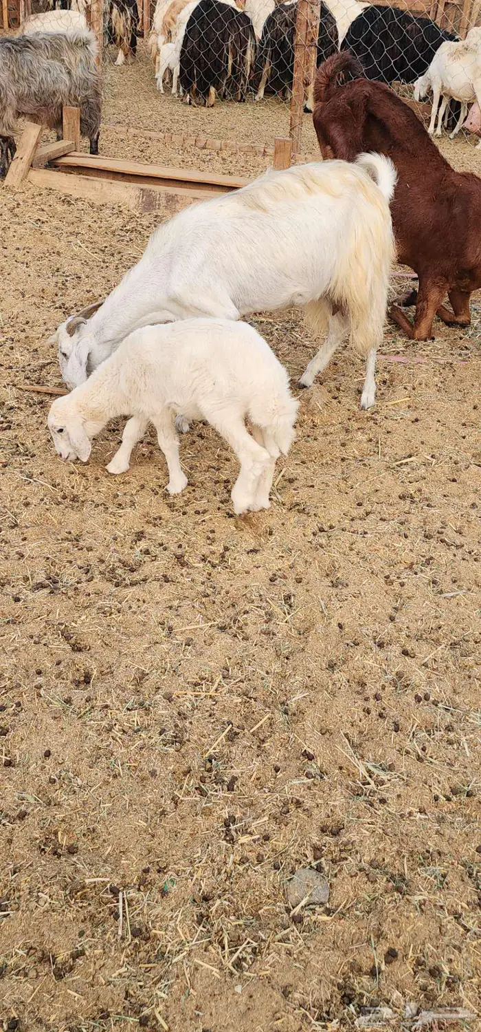 ماشاءالله عنز دافع سونار تحتا رخل رايمتها 5