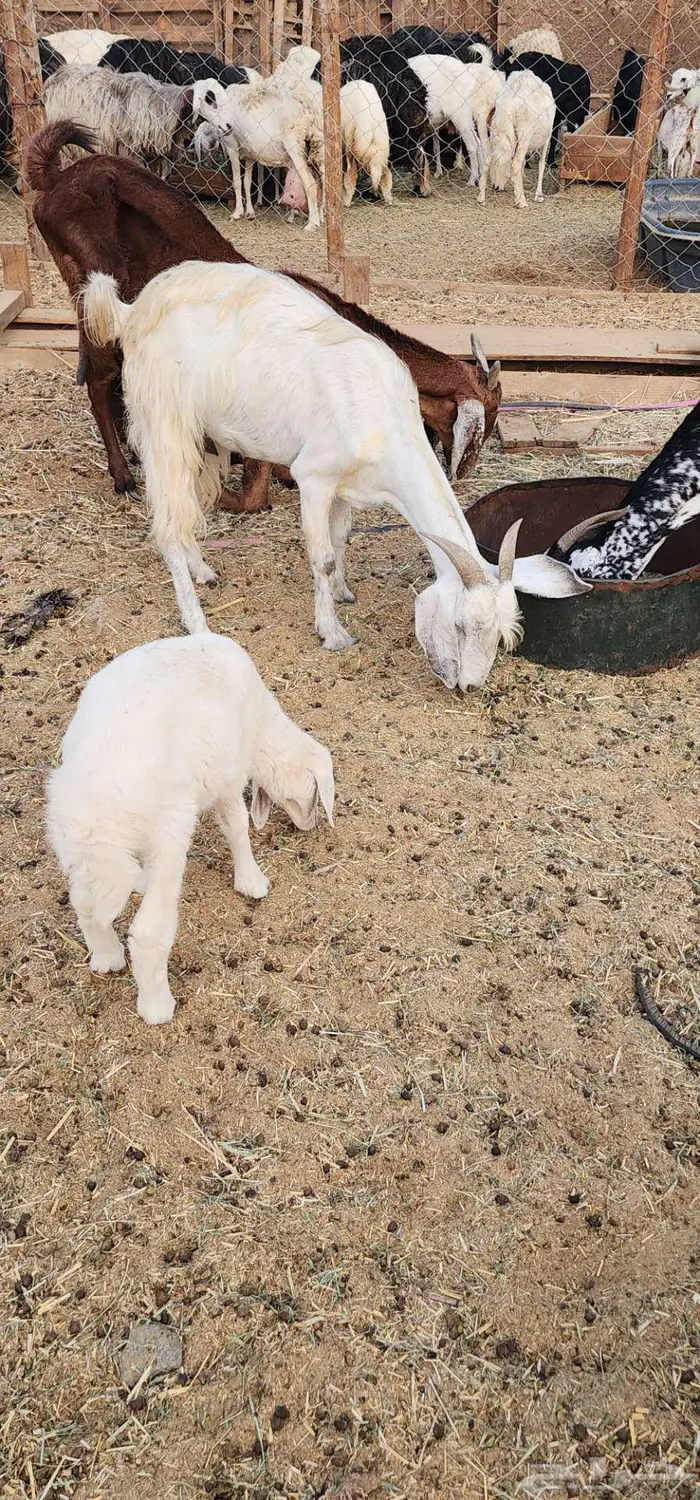 ماشاءالله عنز دافع سونار تحتا رخل رايمتها 6