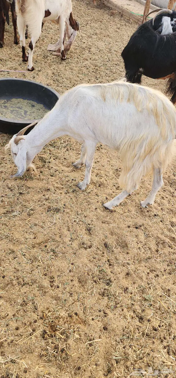 ماشاءالله عنز دافع سونار تحتا رخل رايمتها 4