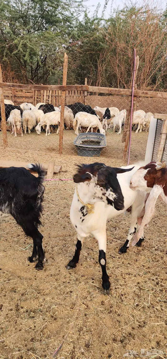 ماشاء الله فحل بيشي حار جامع 2