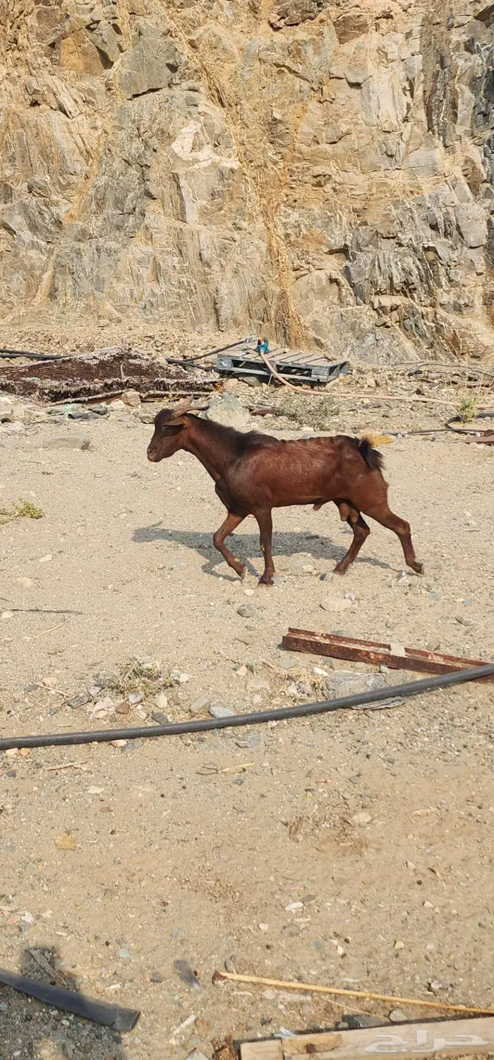 تيس ثني ذبيحه 2