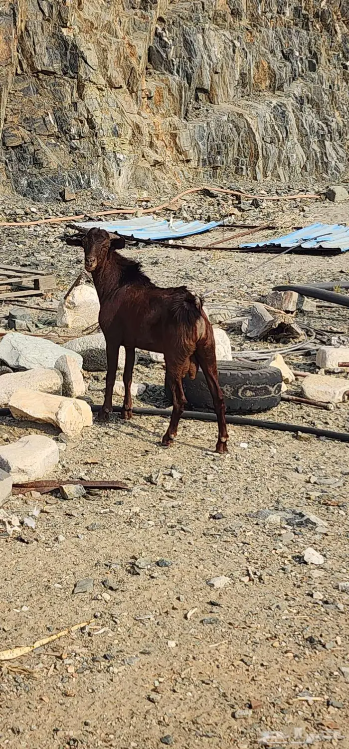 تيس ثني ذبيحه 1