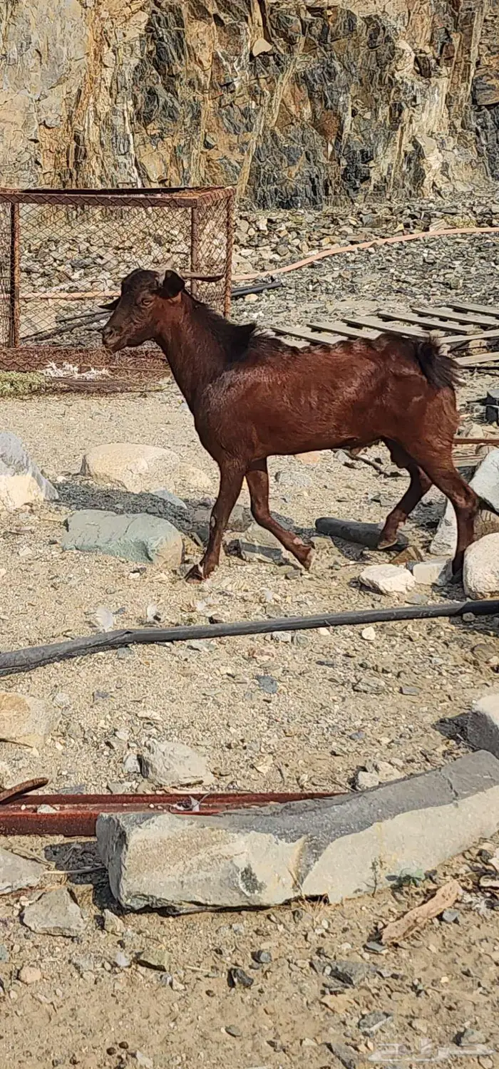 تيس ثني ذبيحه 0