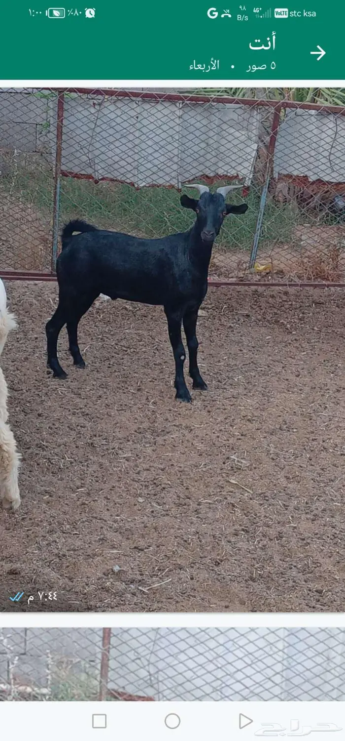 ذبائح حنيذ مندي عربي سليق كوزي مديني كابلي بخاري 25