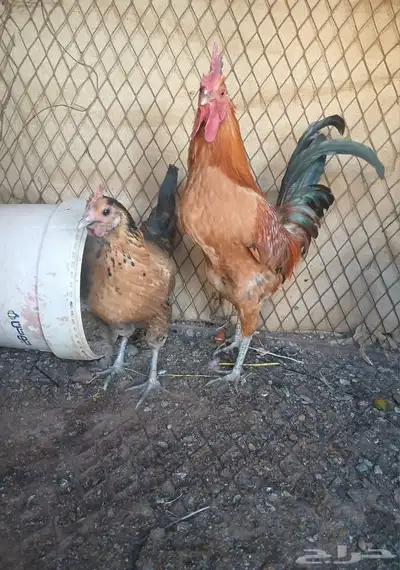 ديك ودجاجه للبيع index