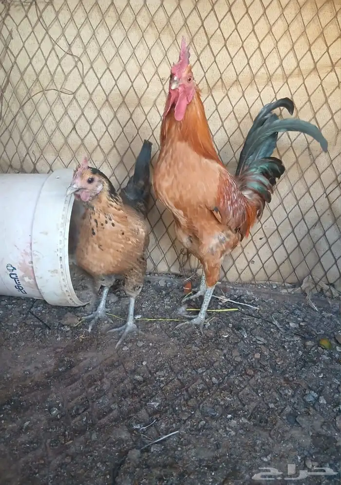 ديك ودجاجه للبيع 0