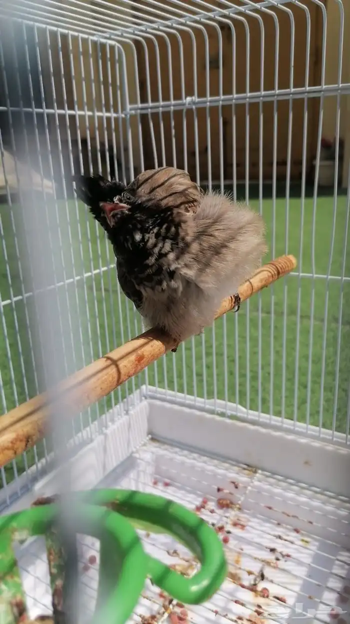 بلبل مكس مليزي فايتر 5