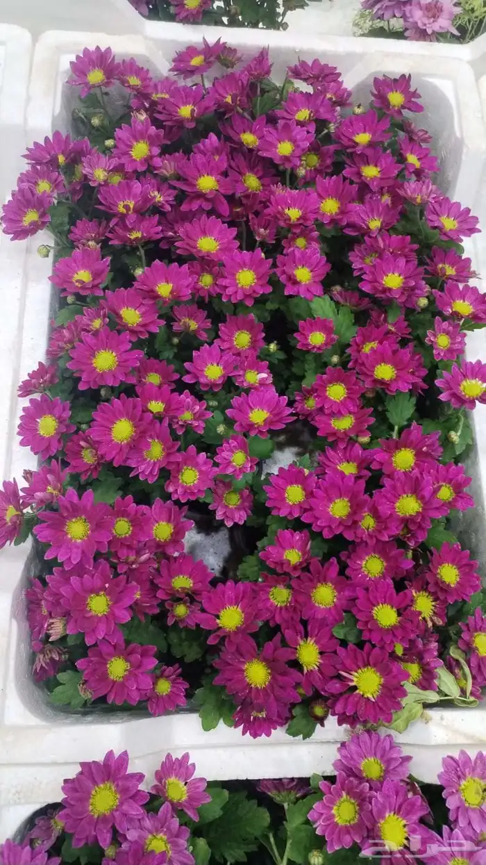 مشاتل الرياض للاشجار 5