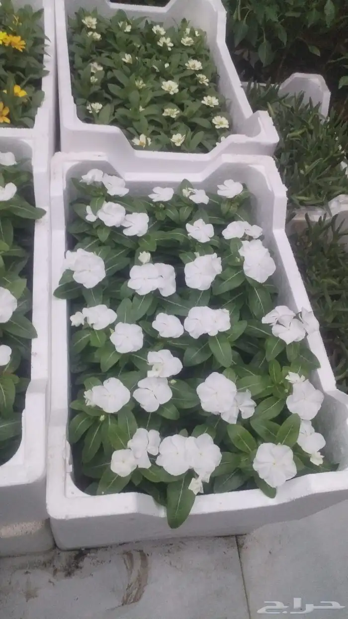 مشاتل الرياض للاشجار 6