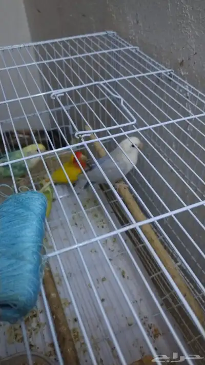 طيور زوجين index