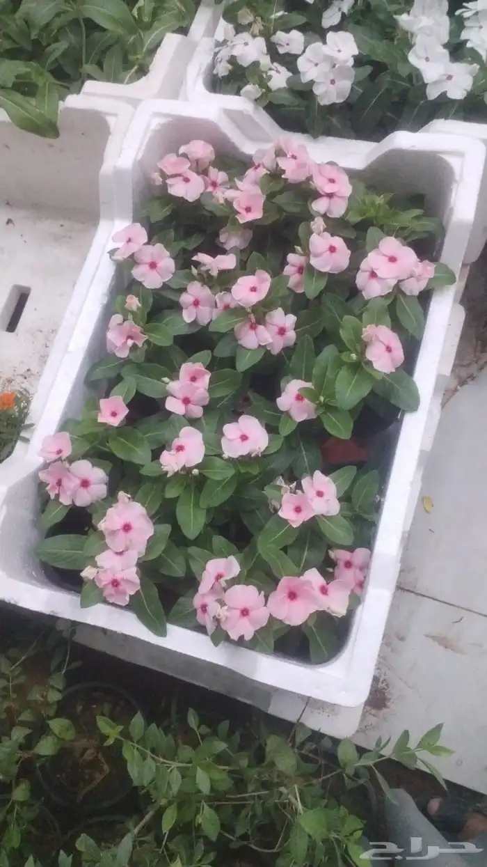 مشاتل الرياض للاشجار 7