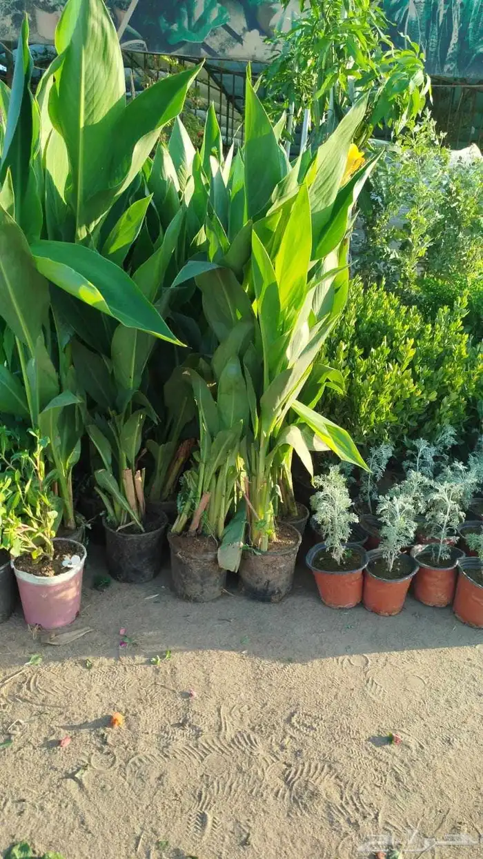 مصطفى بيع جميع انواع النخل والشجر والعشيب والورد والزهر 2