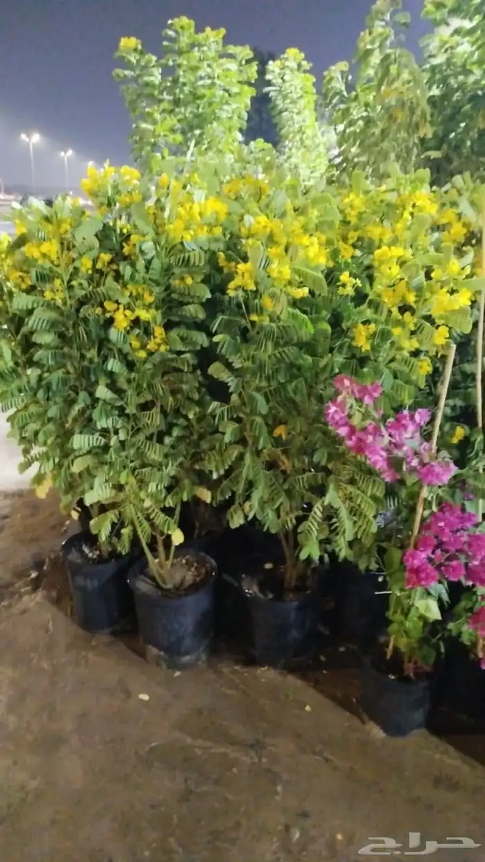 مصطفى بيع جميع انواع النخل والشجر والعشيب والورد والزهر 0