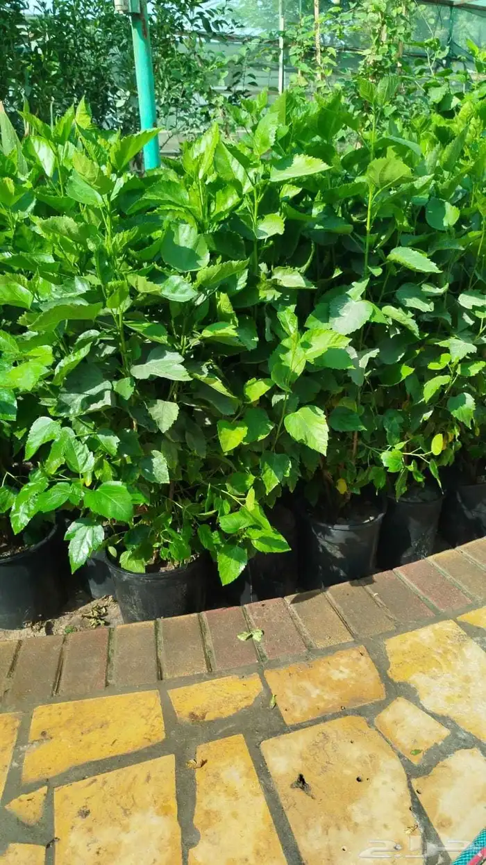 مصطفى بيع جميع انواع النخل والشجر والعشيب والورد والزهر 4